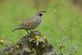 California Quail (Callipepla californica) male, British Columbia, Canada, North America