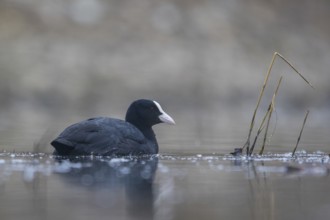Eurasian Coot (Fulica atra), North Rhine-Westphalia, Germany, Europe