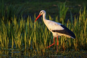 White Stork (Ciconia ciconia) foraging, North Rhine-Westphalia, Germany, Europe