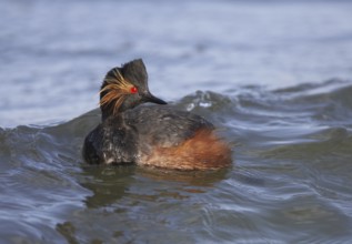 Black-necked Grebe (Podiceps nigricollis), Schleswig-Holstein, Germany, Europe