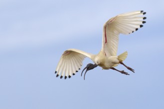 Australian White Ibis (Threskiornis molucca) flying, Victoria, Australia, Oceania