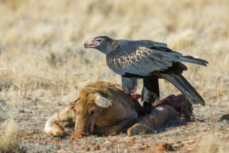Wedge-tailed Eagle (Aquila audax) feeding on Red kangaroo (Macropus rufus) carrion, South