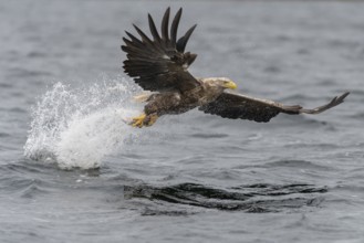 White-tailed Eagle (Haliaeetus albicilla) hunting, Norway, Europe