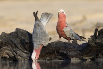 Galah (Eolophus roseicapilla) pair drinking at a waterhole, Victoria, Australia, Oceania