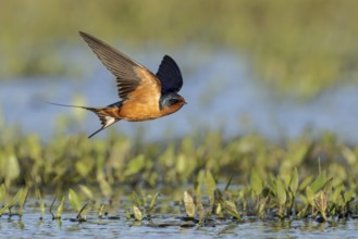 Barn Swallow (Hirundo rustica) flying over a marsh in Victoria, BC, Canada, North America