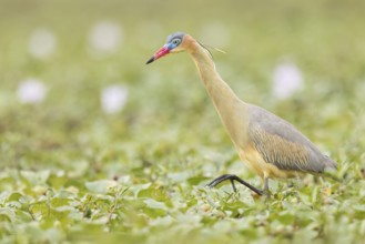 Whistling Heron (Syrigma sibilatrix) feeding in a marsh in the Pantanal of Brazil