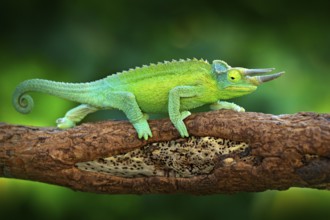Jackson's Chameleon, Trioceros jacksonii, sitting on the branch in forest habitat. Exotic beautiful