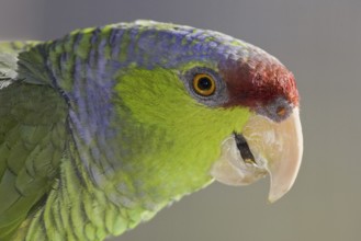 Lilac-crowned Amazon (Amazona finschi), Arizona, USA, North America