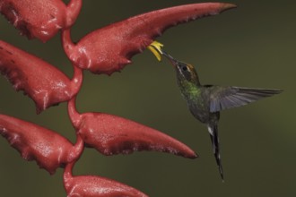 White-whiskered Hermit (Phaethornis yaruqui), Ecuador, South America