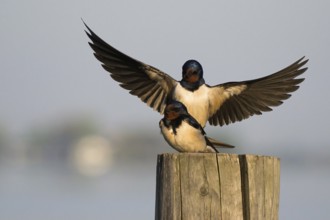 Two barn swallows (Hirundo rustica) mating on a post, male with outstretched wings, Hesse, Germany,