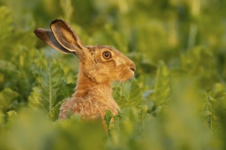 European brown hare (Lepus europaeus) adult animal in a farmland sugar beet field, England, United