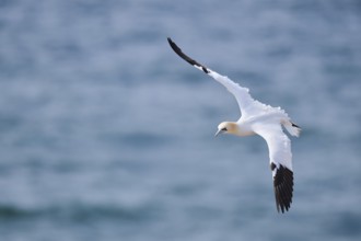 Northern gannet (Morus bassanus) flying over the sea, wildlife, Helgoland, Germany, Europe