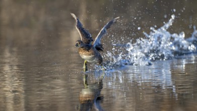 Little grebe (Tachypaptus ruficollis), taking off from the water, Jenbach, Tyrol, Austria, Europe
