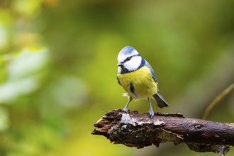 Blue Tit (Parus Caeruleus) Germany