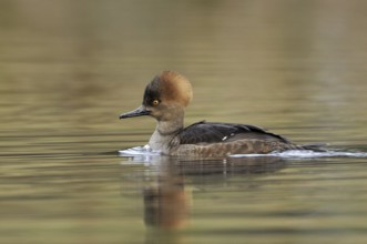 Hooded Merganser (Lophodytes cucullatus) female, British Columbia, Canada, North America