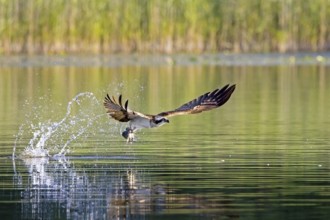 Western osprey (Pandion haliaetus) catching fish in its talons from water surface of lake in summer