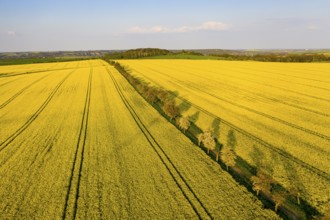 Alley with blossoming fruit trees between rape fields, aerial view in evening light, Wölkisch,