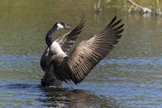 A goose with spread wings on a lake, Canada goose, (Ardea cinerea), wildlife, Germany, Europe