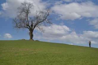 Solitary standing oak tree on a hill of a field with photographer, Schorfheide, Brandenburg,