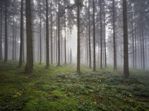 Coniferous forest in fog with moss-covered ground, Horben, Lindenberg, Canton Aargau, Switzerland,
