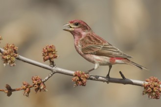 Purple Finch (Haemorhous purpureus) male singing, Ohio, USA, North America