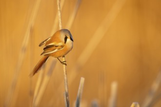 Bearded Reedling (Panurus biarmicus) male in reeds, Castile-La Mancha, Spain, Europe