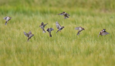 House Sparrow (Passer domesticus), flock in flight over cereal field, Seahouses, United Kingdom,
