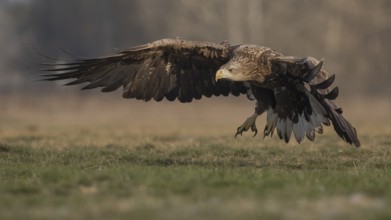 White-tailed Eagle (Haliaeetus albicilla) subadult flying, Subotica, Hungary, Europe