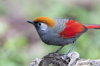 Red-tailed Laughingthrush (Trochalopteron milnei sharpei), Yunnan, China, Asia