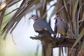 Vinaceous Dove (Streptopelia vinacea) pair perched on a branch, Uganda, Africa