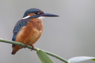 Common Kingfisher (Alcedo atthis) male perched on reed, North Rhine-Westphalia, Germany, Europe