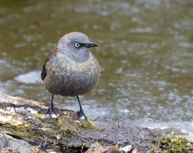 Rusty Blackbird, Euphagus carolinus, in winter plumage, perched at a pond in Saskatoon,