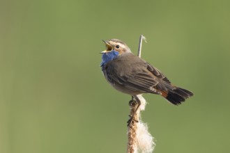 Bluethroat (Luscinia svecica cyanecula) male singing from cattail, Netherlands