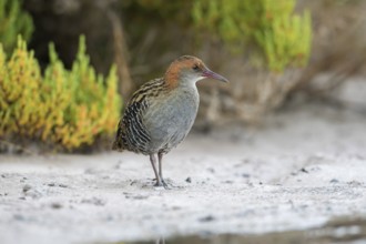 Lewin's Rail (Lewinia pectoralis) male, Victoria, Australia, Oceania