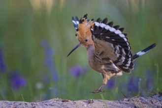 Eurasian Hoopoe (Upupa epops) flying, Saxony, Germany, Europe