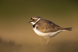 Little Ringed Plover (Charadrius dubius), North Rhine-Westphalia, Germany, Europe