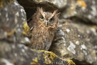 Tropical Screech Owl (Megascops choliba) captive, juvenile, Germany, Europe