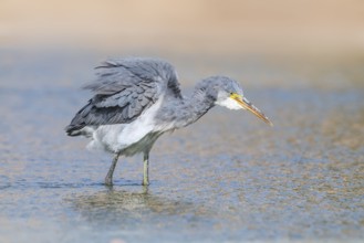 Western Reef Heron (Egretta gularis), Eilat, Israel, Asia