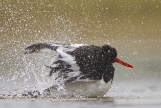 Eurasian Oystercatcher (Haematopus ostralegus) bathing, North Rhine-Westphalia, Germany, Europe