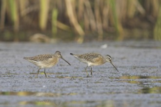 Short-billed Dowitcher (Limnodromus griseus), Ontario, Canada, North America