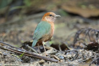 Rusty-naped Pitta (Hydrornis oatesi), Pahang, Malaysia, Asia