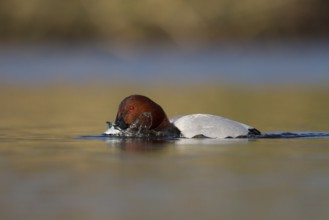 Common Pochard (Aythya ferina) male, Utrecht, Netherlands