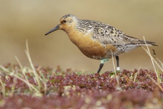 Red Knot (Calidris canutus) perched on the tundra in Nome, Alaska