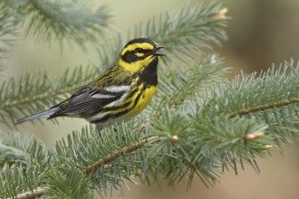 Townsend's Warbler (Setophaga townsendi) singing, British Columbia, Canada, North America