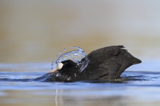 Eurasian Coot (Fulica atra) bathing, North Rhine-Westphalia, Germany, Europe