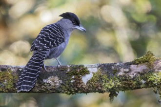 Giant Antshrike (Batara cinerea) perched on a branch in the Atlantic rainforest of southeast Brazil