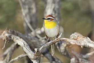 Rufous-capped Warbler Basileuterus rufifrons Santa Rita Mountains, Pima County, Arizona, United