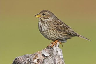 Corn Bunting (Emberiza calandra), Bulgaria, Europe