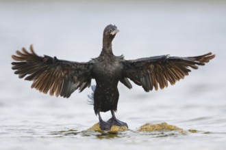 Pygmy Cormorant (Microcarbo pygmeus), Croatia, Europe
