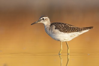 Wood Sandpiper (Tringa glareola), Greece, Europe